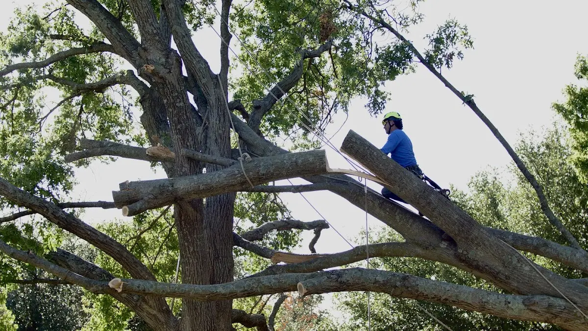 Professional Hazardous Tree Removal performed by certified arborists in Cabin Creek