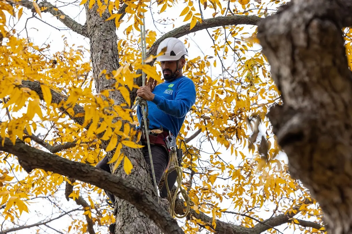 Skilled Tree Disease Treatment crew working in Cabin Creek