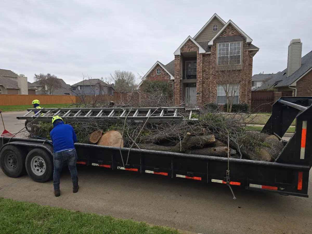 Expert Tree Pest Control with proper safety equipment in Cabin Creek